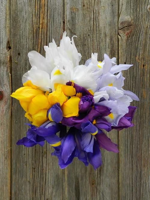  ASSORTED IRIS